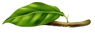 Fase 2 de la mariposa