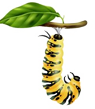 Fase 2 de la mariposa