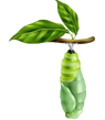 Fase 3 de la mariposa