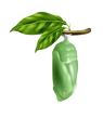 Fase 4 de la mariposa