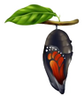 Fase 5 de la mariposa