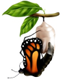 Fase 6 de la mariposa