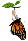 Fase 7 de la mariposa