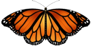 Fase 8 de la mariposa